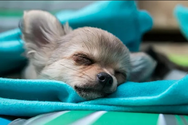 Эксперт Давлекамова раскрыла, какие пищевые привычки "крадут" энергию